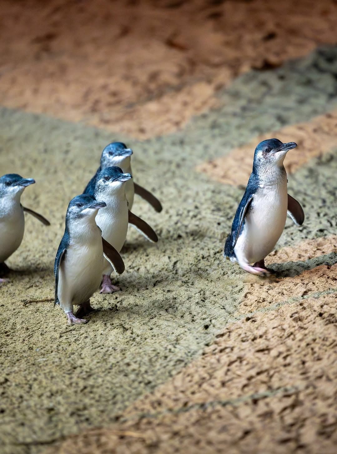 Phillip Island Penguins & Wildlife
